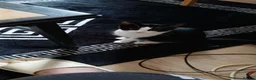 Domestic Shorthair cats for sale: Female Domestic Shorthai in Manchester - Advert 2