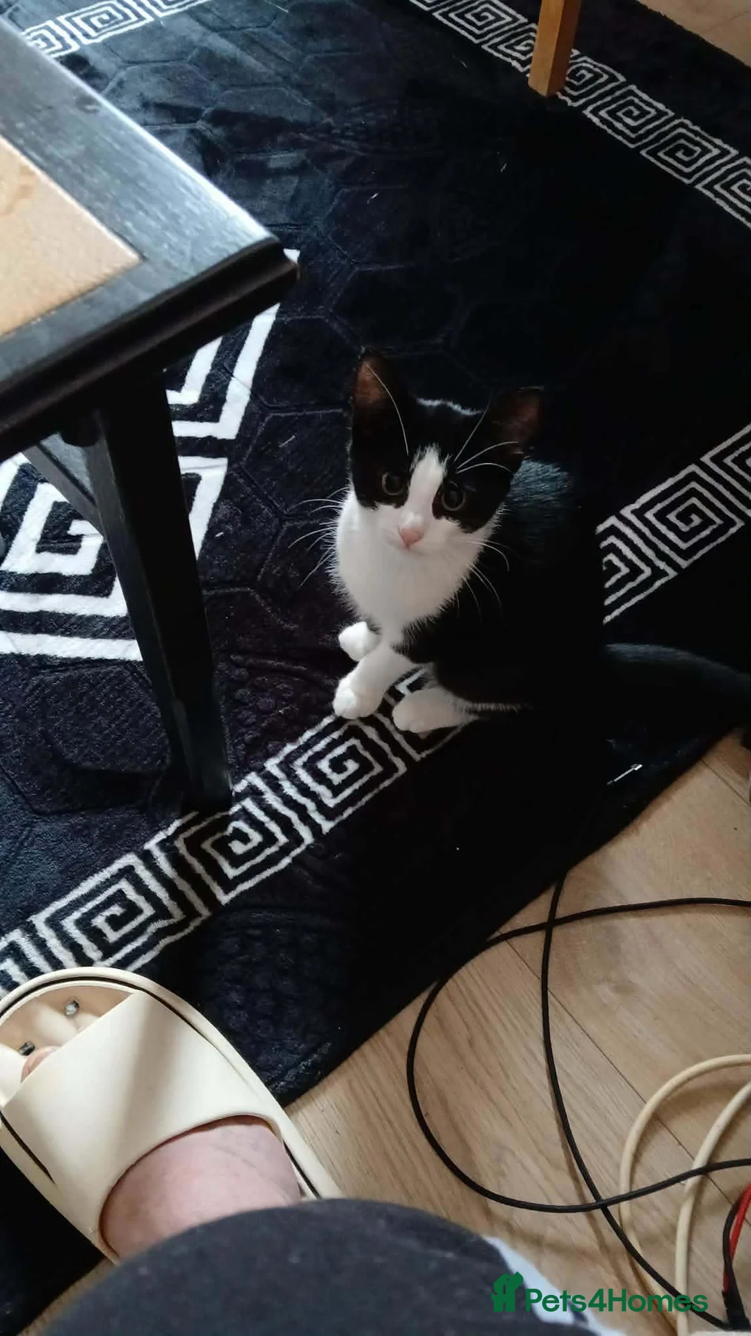 Domestic Shorthair cats for sale: Female Domestic Shorthai in Manchester - Advert 2