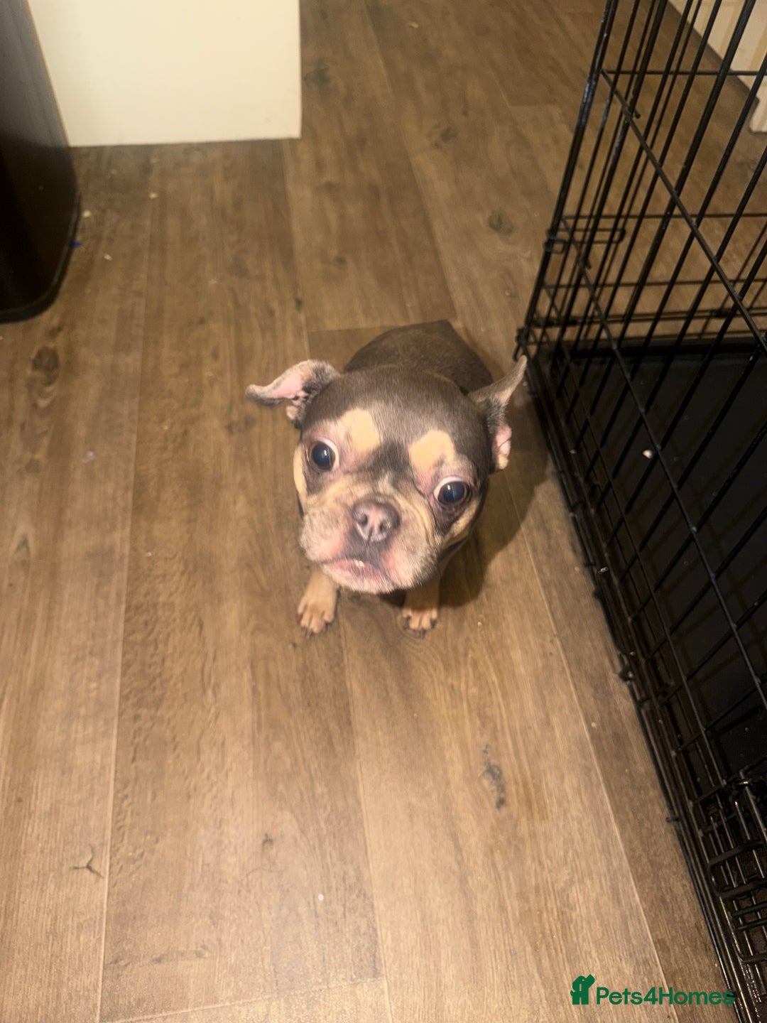 French Bulldog dogs for sale: French bulldog  - Advert 4