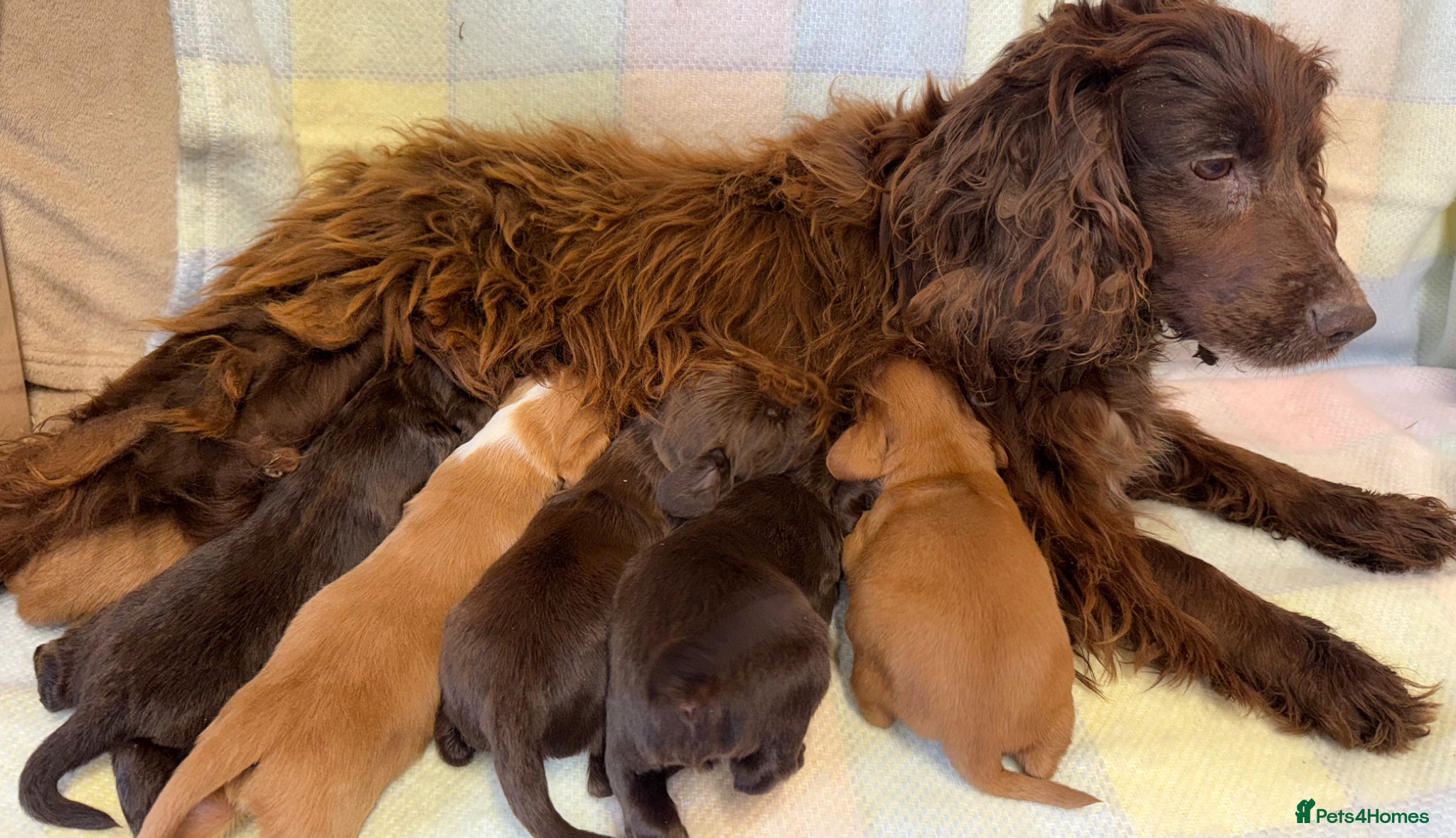 Cocker Spaniel dogs Cocker spaniel puppies  - Advert 1