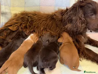 Cocker Spaniel dogs Cocker spaniel puppies - Advert 2