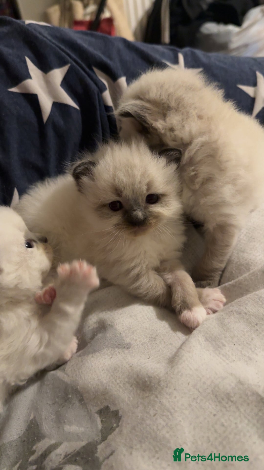 Ragdoll cats for sale: 5 beautiful ragdoll kittens - Advert 9