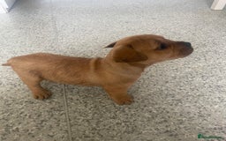 Mixed Breed dogs for sale: French bull dog x jack russel - Image 7