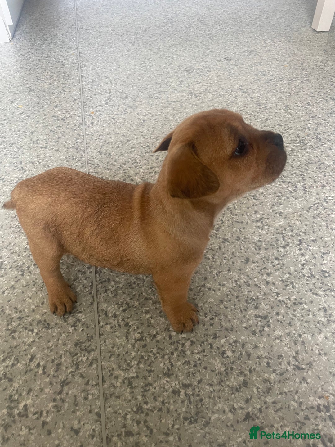 Mixed Breed dogs for sale: French bull dog x jack russel - Image 7