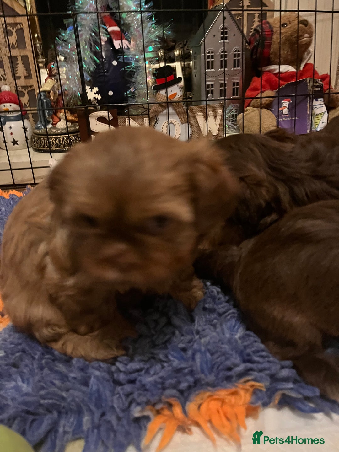 Shih Tzu dogs for sale: Adorable Shih Tzu puppies - Advert 3