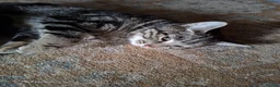 Mixed Breed cats for sale: 3 tabby kittens for sale - Advert 1
