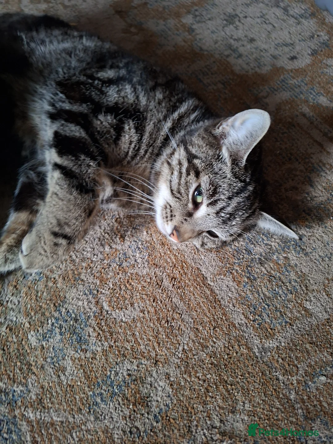 Mixed Breed cats for sale: 3 tabby kittens for sale - Advert 1