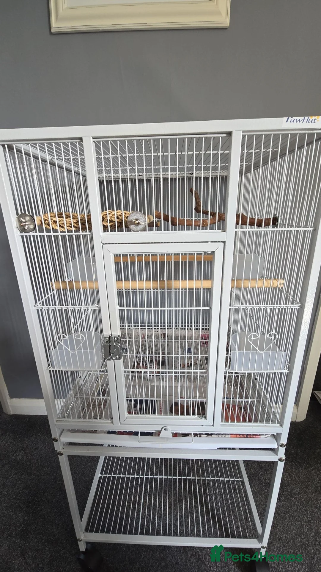 Cockatiels birds for sale: Male cockatiel  - Advert 2