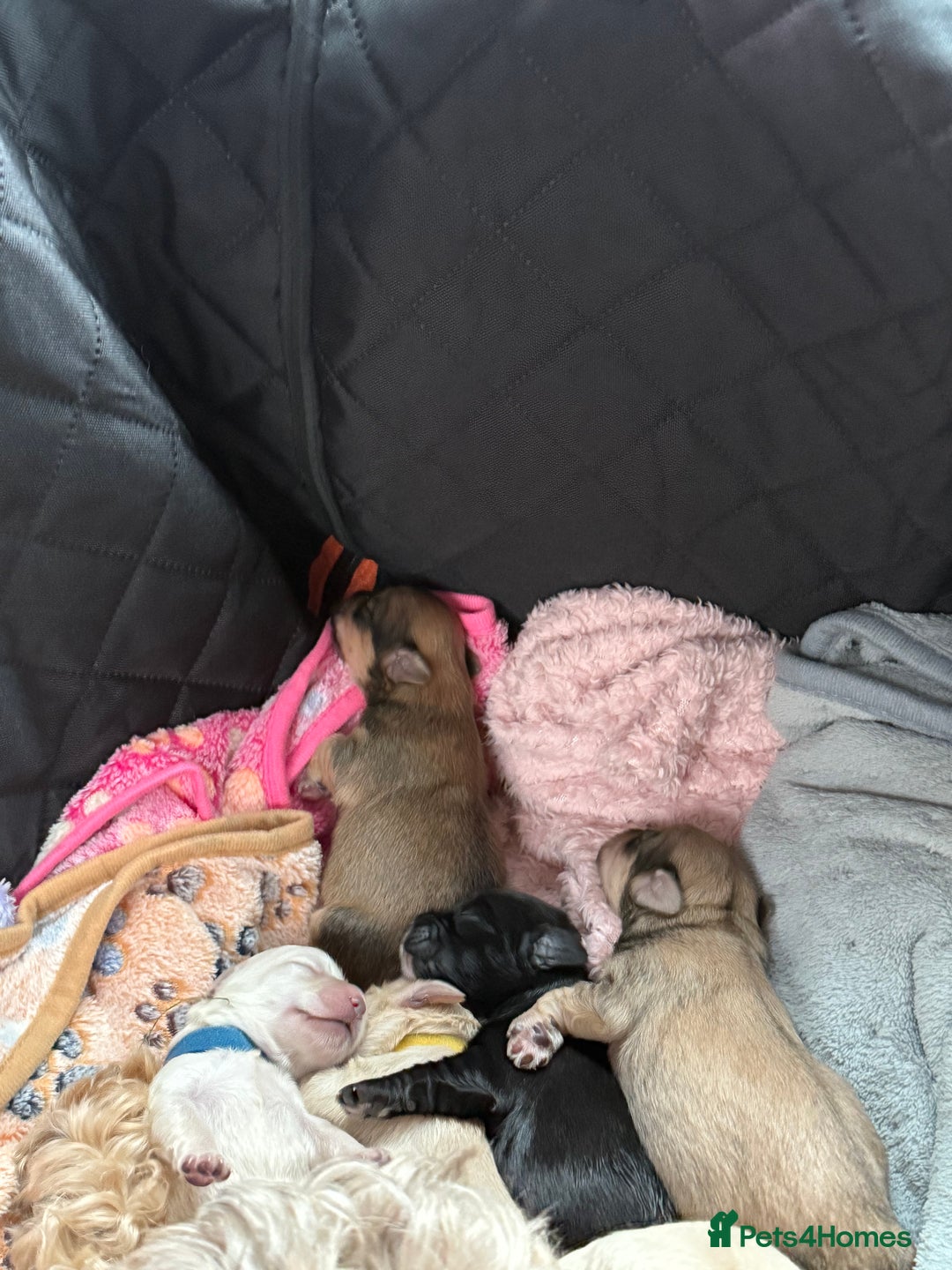 Mixed Breed dogs for sale: ✨Adorable Cockapompoo Puppies✨ - Advert 9