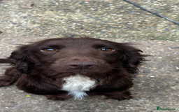 Cocker Spaniel dogs for sale: Cocker Spainel - Image 1