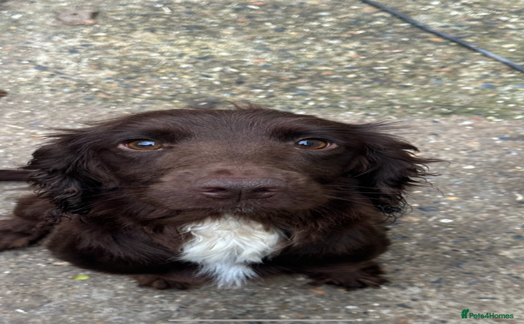 Cocker Spaniel dogs - Advert 1