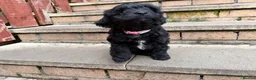 Jackapoo dogs for sale: 2 female Jackapoos - Advert 13