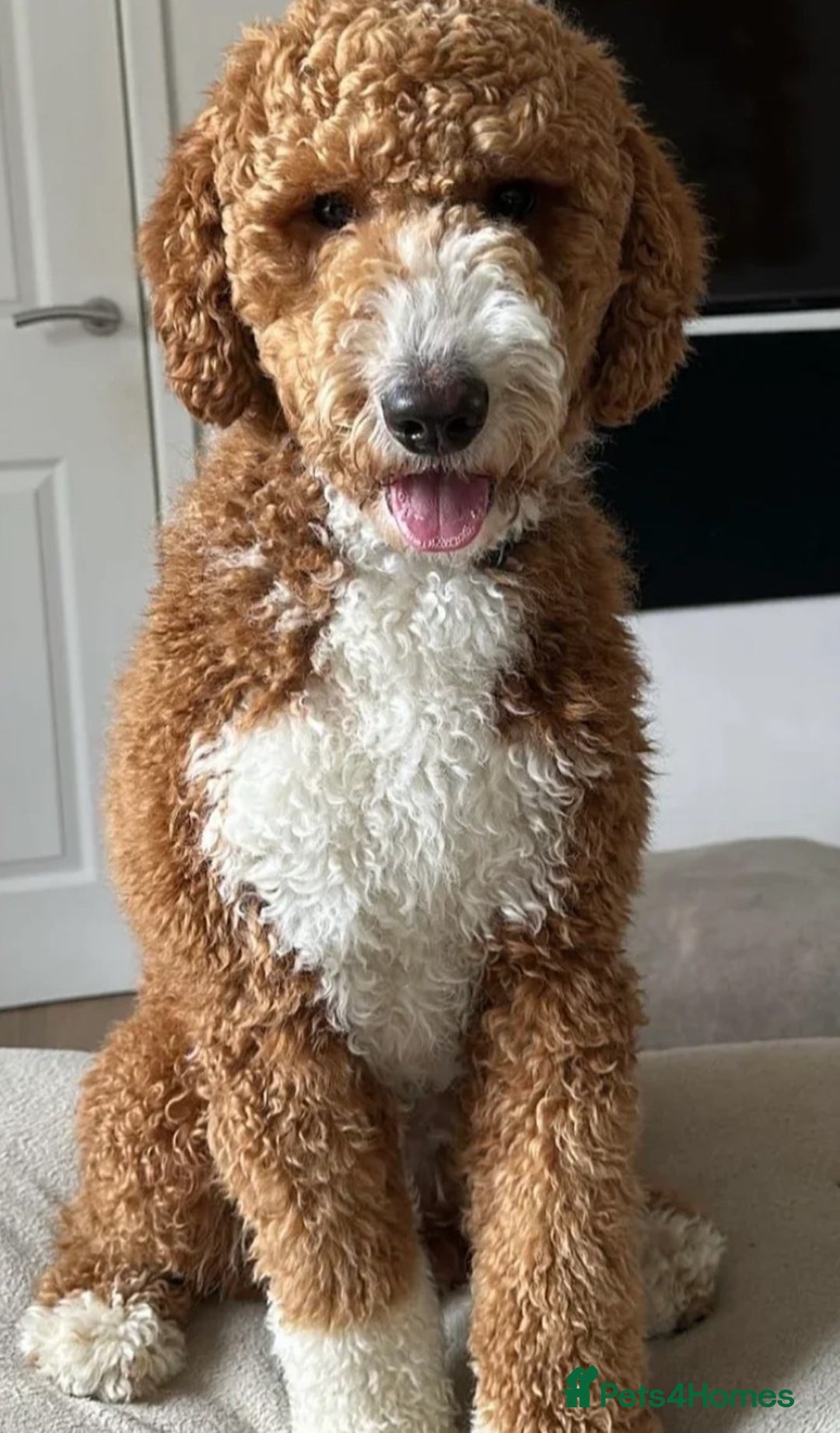 Labradoodle dogs for sale: 5* Fully Vaccinated Australian Labradoodle x Lab - Advert 16