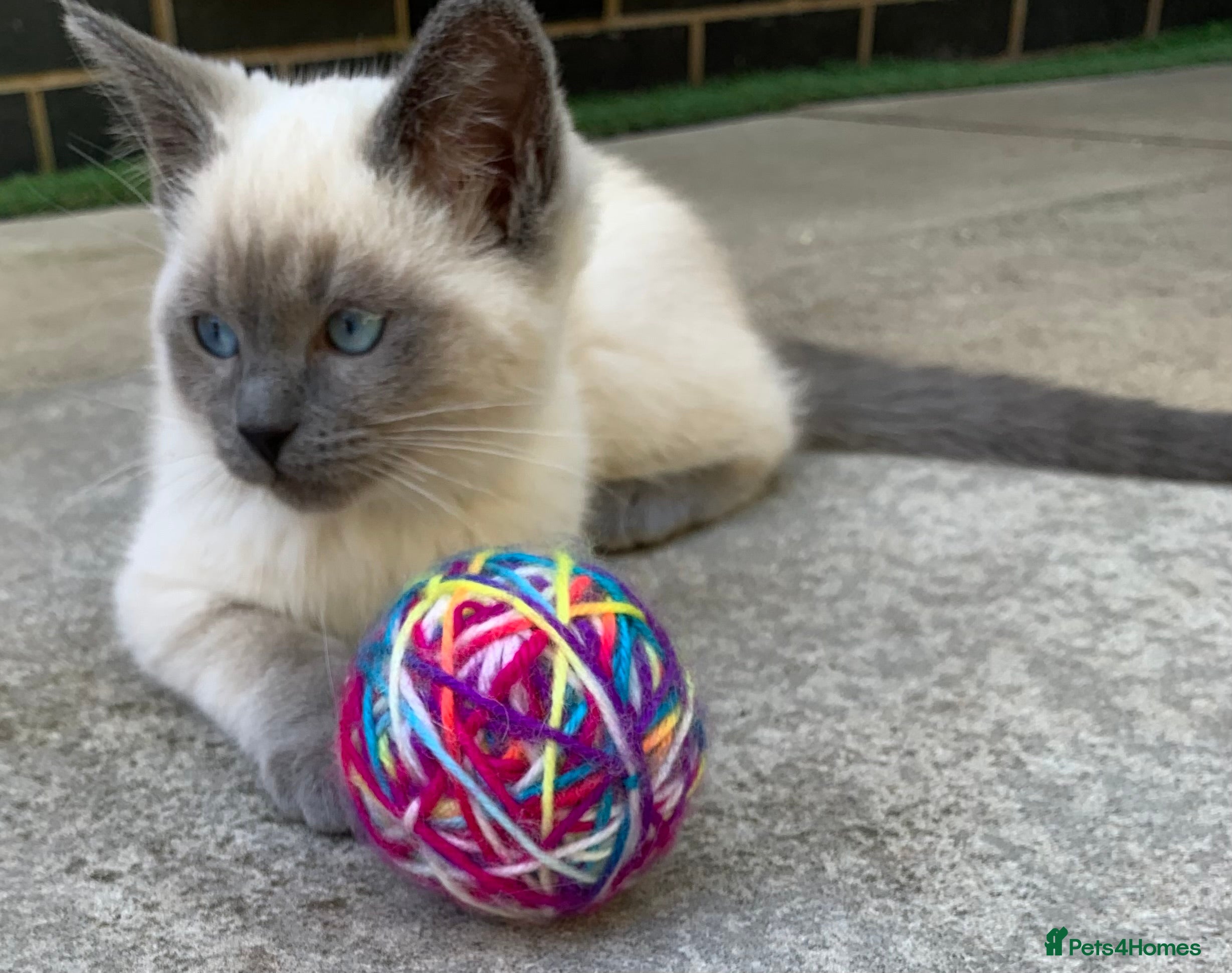 Ragdoll cats Ragdolls KITTENS AVAILABLE  - Advert 2