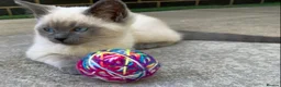 Ragdoll cats for sale: Ragdolls KITTENS AVAILABLE  - Advert 1