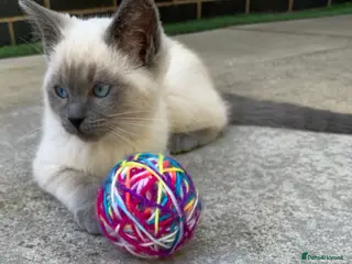 Ragdoll cats Ragdolls KITTENS AVAILABLE - Advert 2