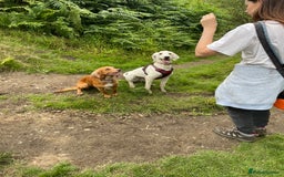 Goldendoodle dogs for sale: Beautiful Goldendoodle girl age 2 for sale - Image 5