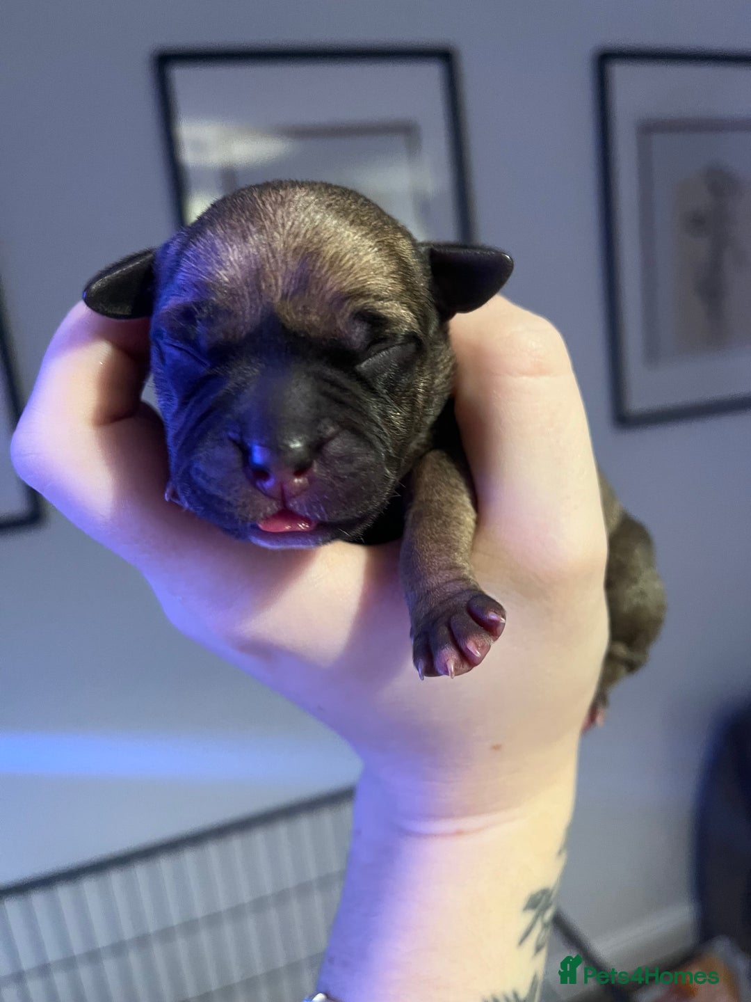 Staffordshire Bull Terrier dogs for sale: Red staffy pups  - Advert 9