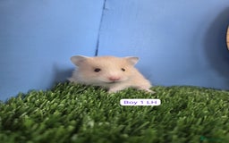 Hamster rodents for sale: Baby Syrian Hamster Male Female Boy Girl Pedigree  - Image 6