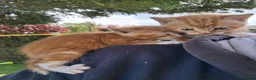 Mixed Breed cats for sale: Beautiful ginger kittens 5* homes only - Advert 3