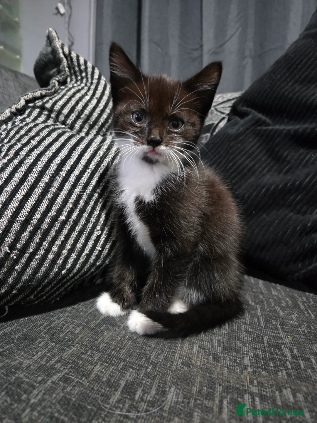 British Shorthair cats for sale: Gorgeous Black & White Girl Kitten - Advert 5