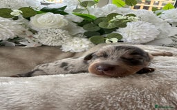 Miniature Dachshund dogs for sale: ⭐️Beautiful litter Of Rainbow Dachshund Puppies⭐️ - Image 13