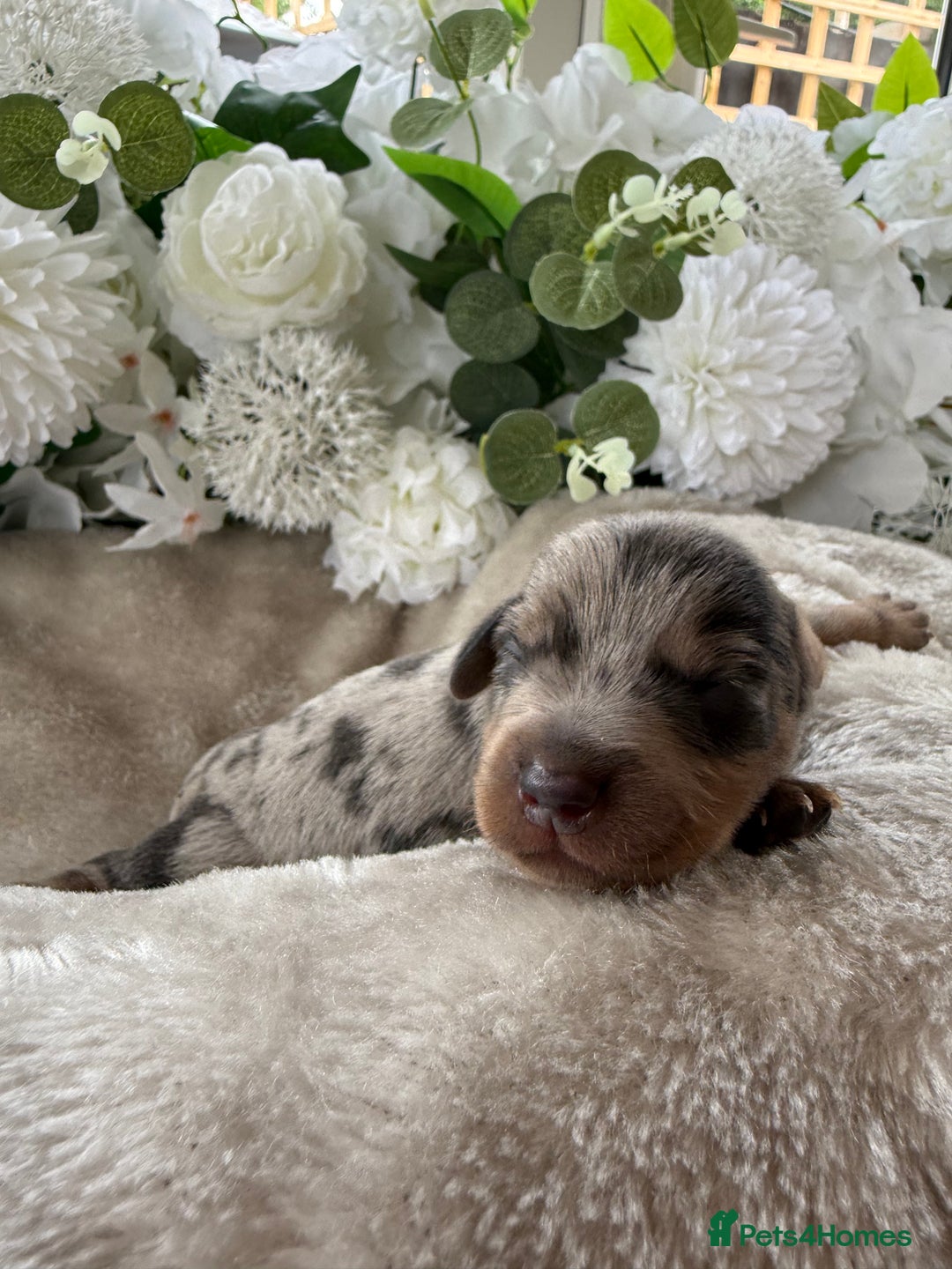Miniature Dachshund dogs for sale: ⭐️Beautiful litter Of Rainbow Dachshund Puppies⭐️ - Image 13