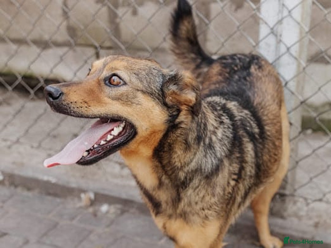 Mixed Breed dogs for adoption: ❤️Jessy❤️ - gentle 2 yo medium-sized girl - Advert 7