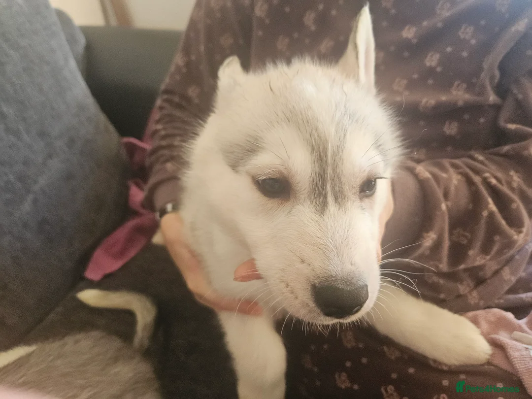 Siberian Husky dogs for sale: Male 1 - Advert 3