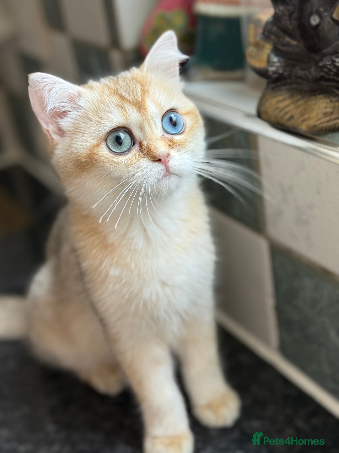 British Shorthair cats for sale: GCCF reg BSH Last Black Golden Odd Eyes Female in London - Image 33
