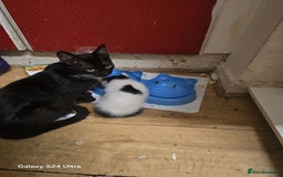 Mixed Breed cats for sale: Kittens for sale  - Image 6