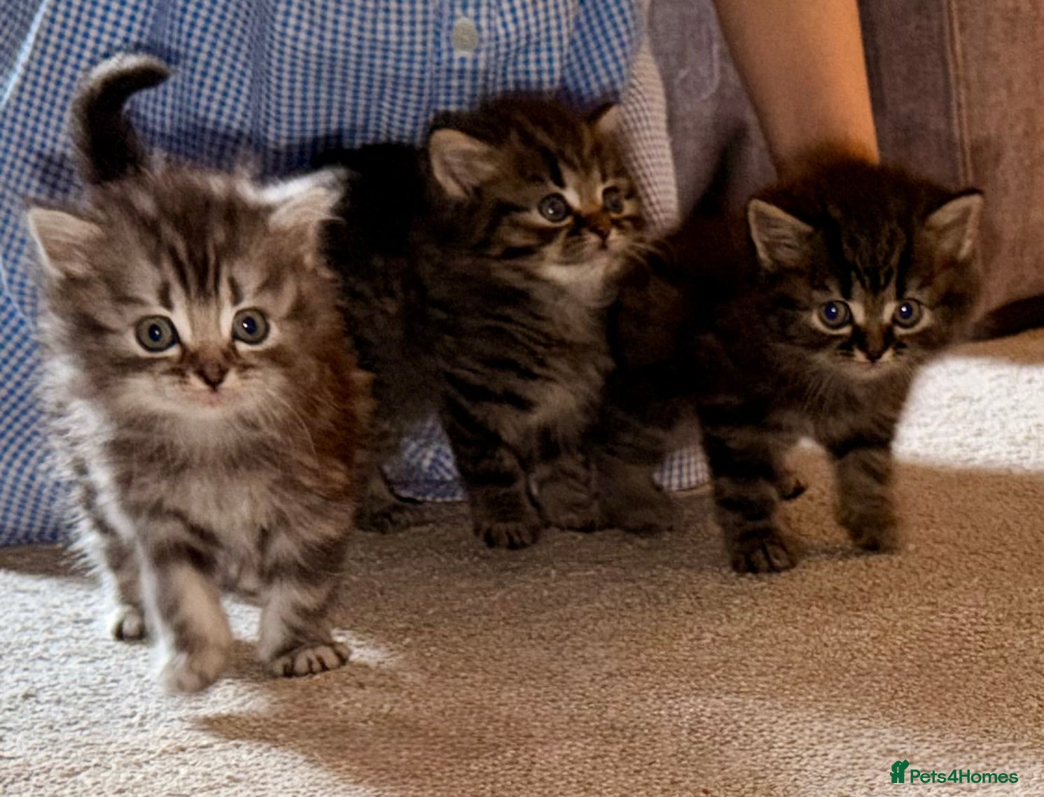 Persian cats READY TO LEAVE- 3 LEFT - Beautiful Persian Kittens - Advert 2