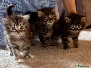 Persian cats READY TO LEAVE- 3 LEFT - Beautiful Persian Kittens - Advert 2