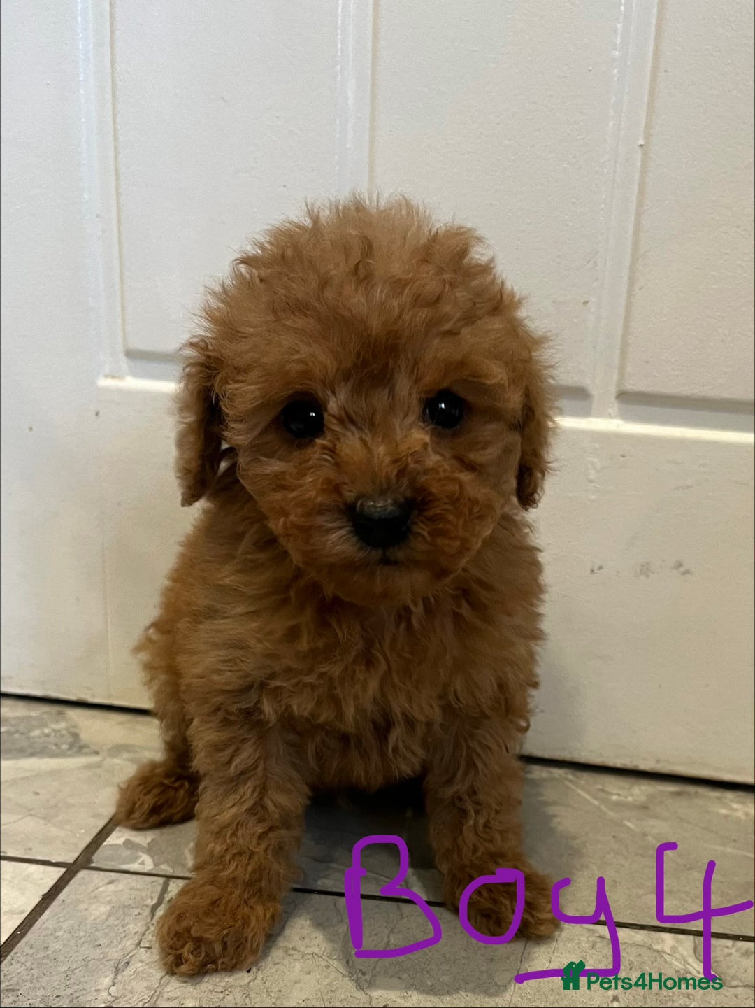 Miniature Poodle dogs for sale: Minature poodles (PRA Clear) - Advert 5