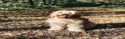 Cockapoo dogs for sale: DEXTER is looking for his perfect next chapter - Advert 9
