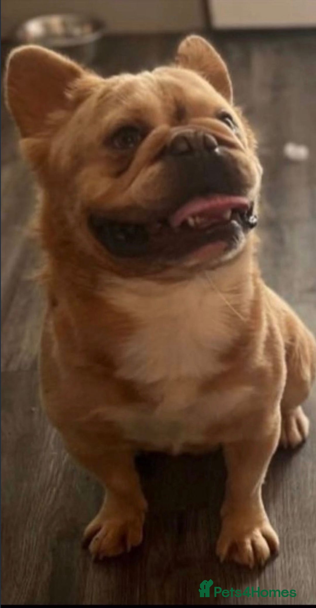 French Bulldog dogs for sale: Merle french bulldogs puppies  - Advert 5