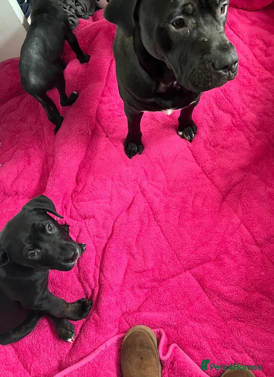 Mixed Breed dogs for sale: Bullmastiff cross puppies  - Advert 2