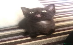 Mixed Breed cats for sale: 3 beautiful kittens available - Image 2