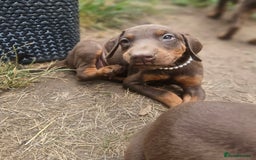 Dobermann dogs for sale: Elite Class World Champion Pedigree Pups KC'D - Image 12