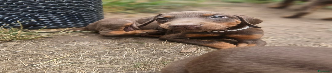 Dobermann Puppy 5