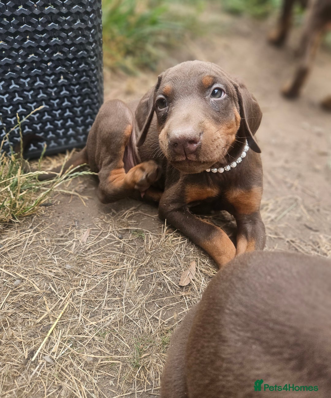 Dobermann dogs for sale: Elite Class World Champion Pedigree Pups KC'D - Image 12