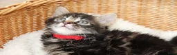 Mixed Breed cats for sale: Adorable Tabby Kittens - Advert 9
