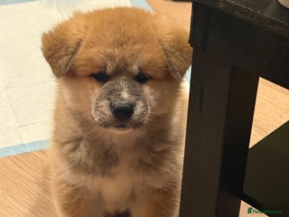 Akita dogs Akita puppy - Advert 7