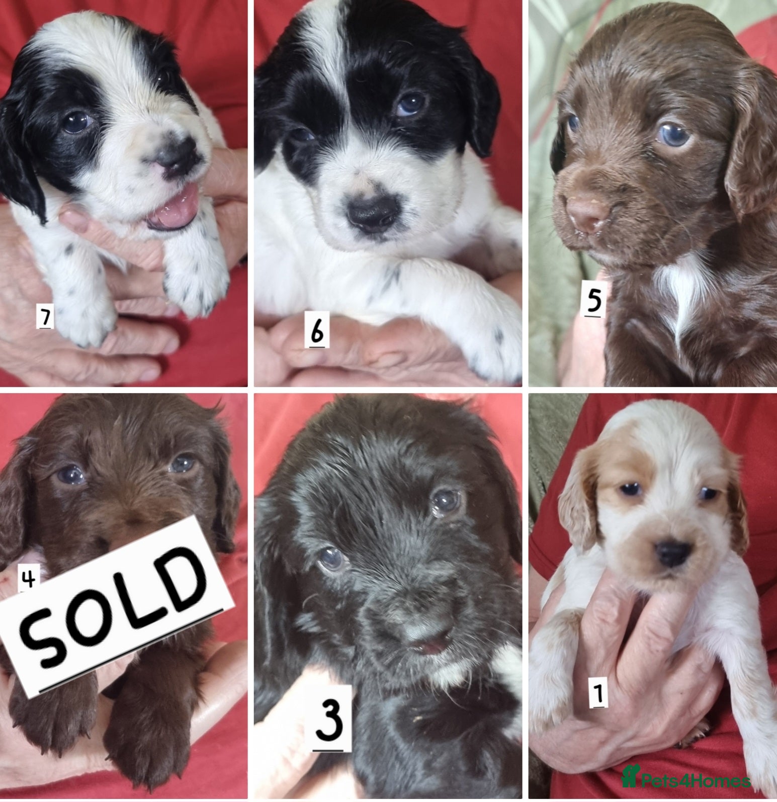 Cocker Spaniel dogs Cocker spaniel pups - Advert 1