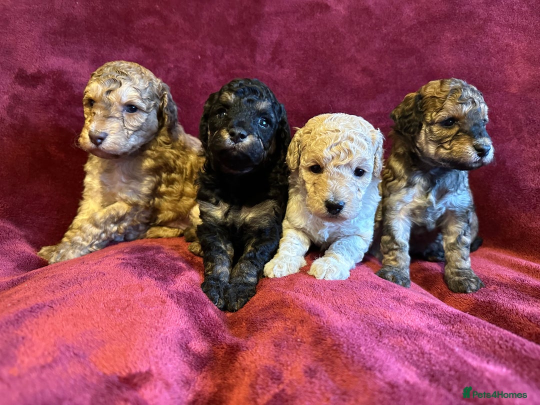Toy Poodle dogs for sale: 💫🐩Extensively Health tested KC Toy Poodles 🐩💫 - Advert 3