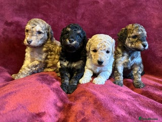 Toy Poodle dogs 💫🐩Extensively Health tested KC Toy Poodles 🐩💫 - Advert 2