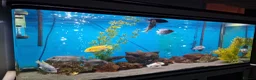 Cichlids fish for sale: Full Large Fish Tank Set Up - Advert 2