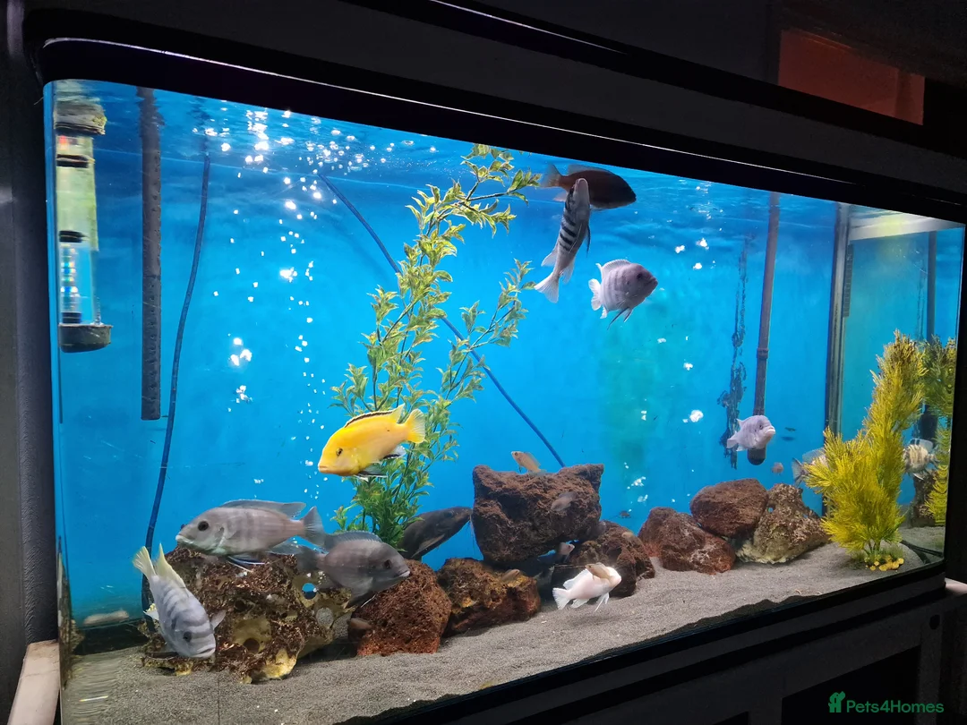 Cichlids fish for sale: Full Large Fish Tank Set Up - Advert 2