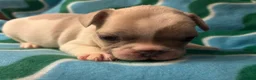 French Bulldog dogs for sale: KC French Bulldog puppies  - Advert 31
