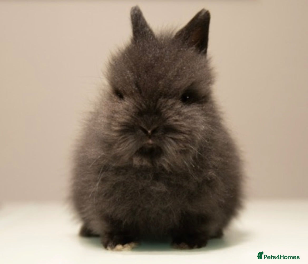 Lionhead rabbits *Reduced* Quality Double-maned Lionhead Rabbits - Advert 6